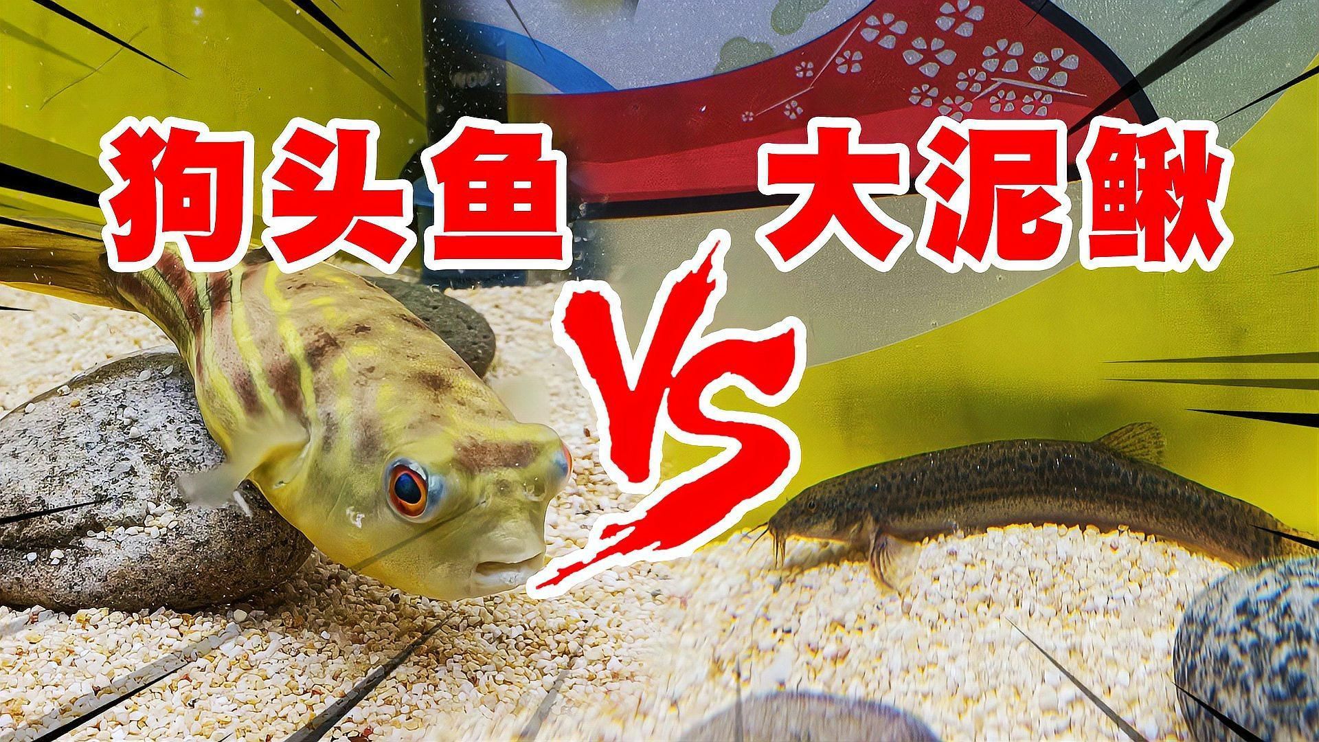 斑馬狗頭魚多久喂一次？