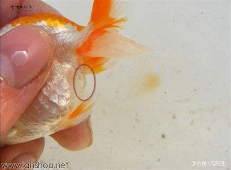 金魚充血自己能好嗎，金魚充血怎么辦
