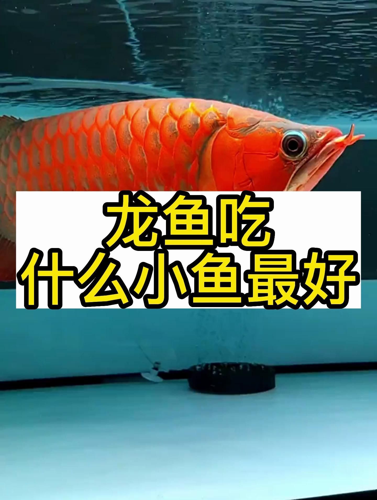 龍魚吃哪些小魚最好？，關于龍魚吃哪些小魚最好龍魚吃哪些小魚最好