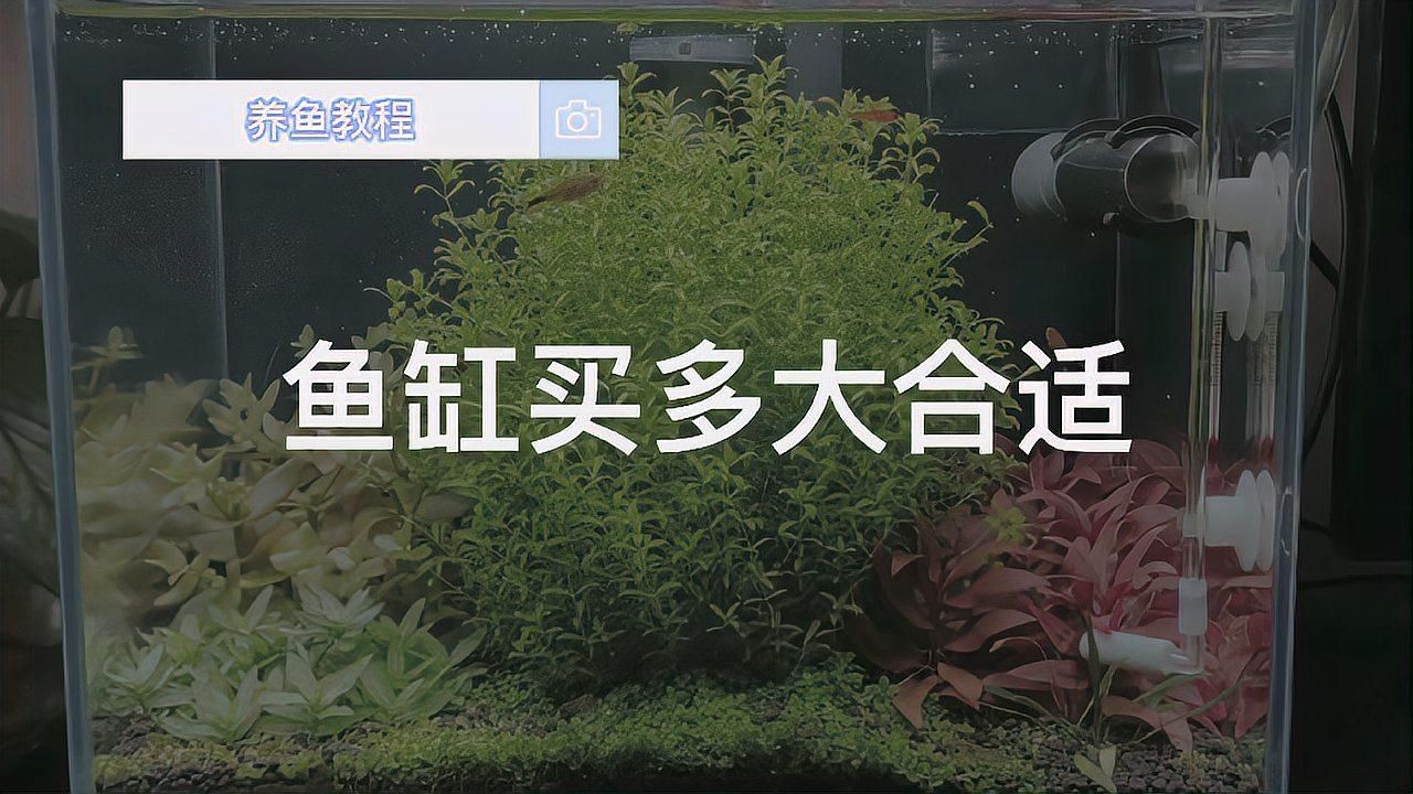 一條普通龍魚需要多大的飼養空間，一條成年的普通龍魚需要多大的空間來確保其健康和幸福