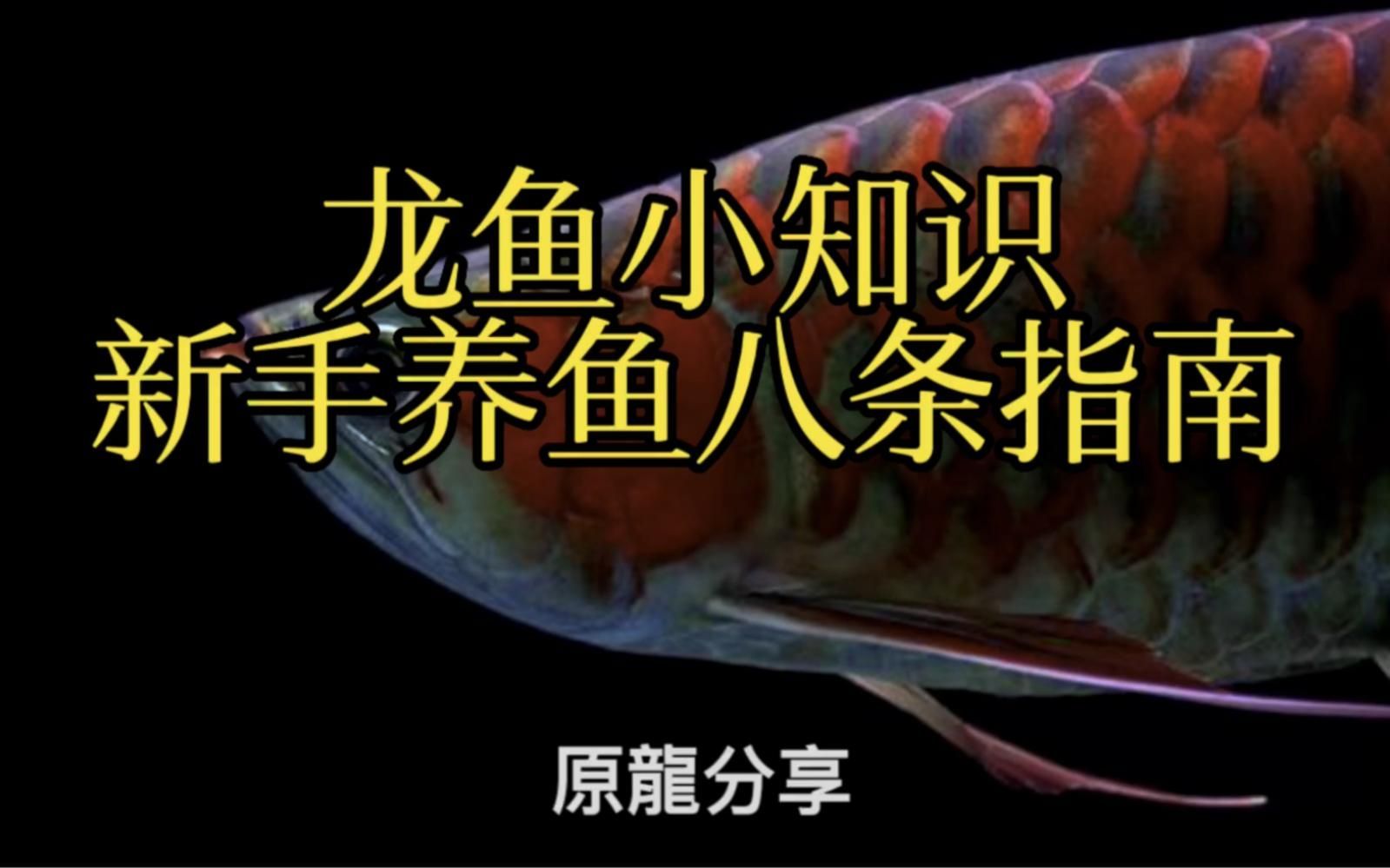 一條普通龍魚需要多大的飼養空間，一條成年的普通龍魚需要多大的空間來確保其健康和幸福