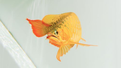 如何挑選新鮮的東山龍魚？