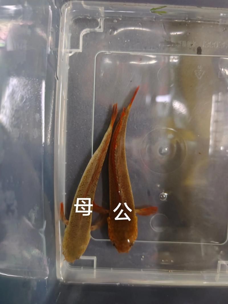給我一些辨別真假都勻龍魚(yú)的圖片