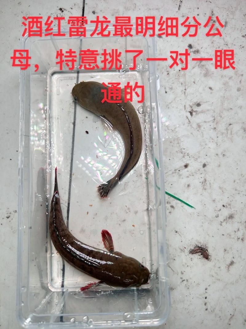給我一些辨別真假都勻龍魚(yú)的圖片