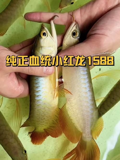 給我一些辨別真假都勻龍魚(yú)的圖片