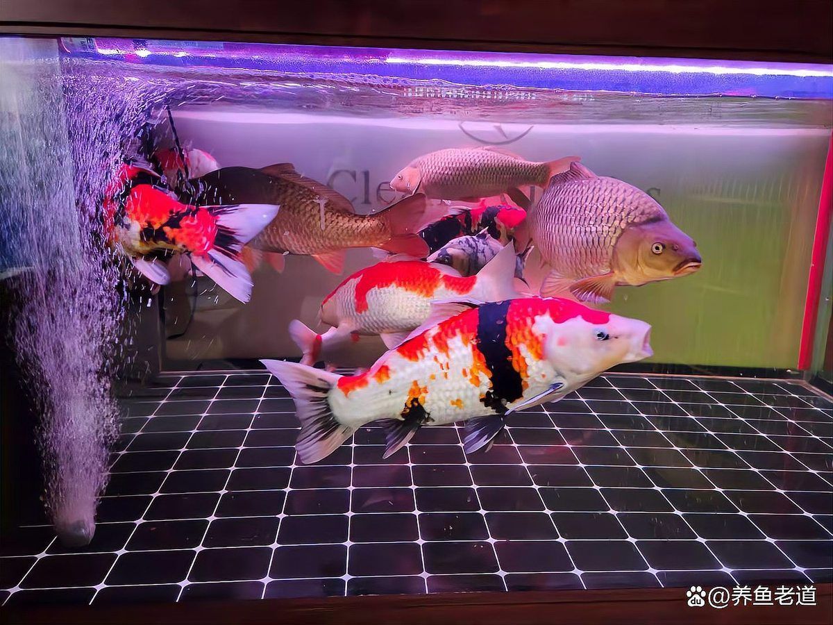 魚鰭充血自愈后還會復發嗎，魚鰭充血是否會復發