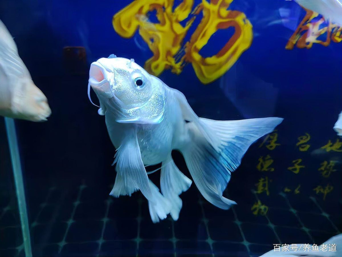 魚鰭充血自愈后還會復發嗎，魚鰭充血是否會復發