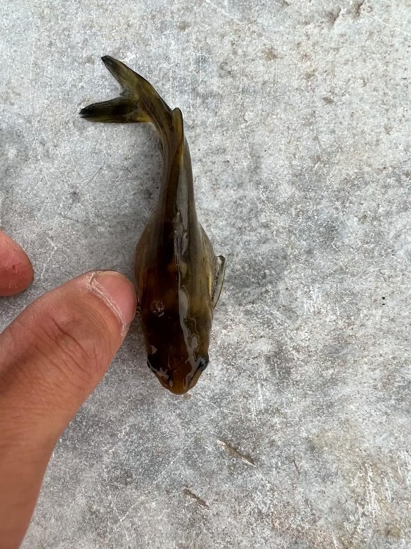 龍魚腹水癥狀有哪些圖片