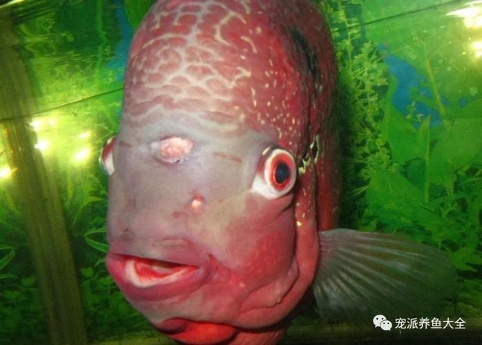 如何判斷觀賞魚是否受傷，如何判斷觀賞魚受傷