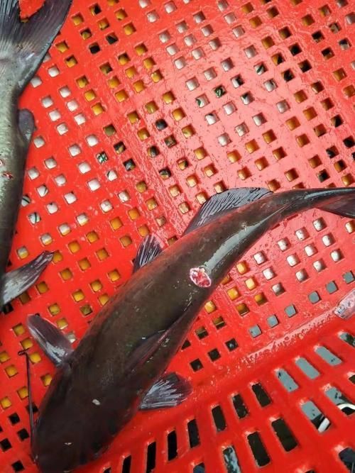 如何判斷觀賞魚是否受傷，如何判斷觀賞魚受傷
