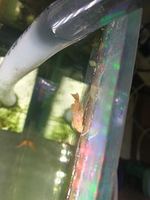 如何判斷觀賞魚(yú)是否受傷，如何判斷觀賞魚(yú)受傷