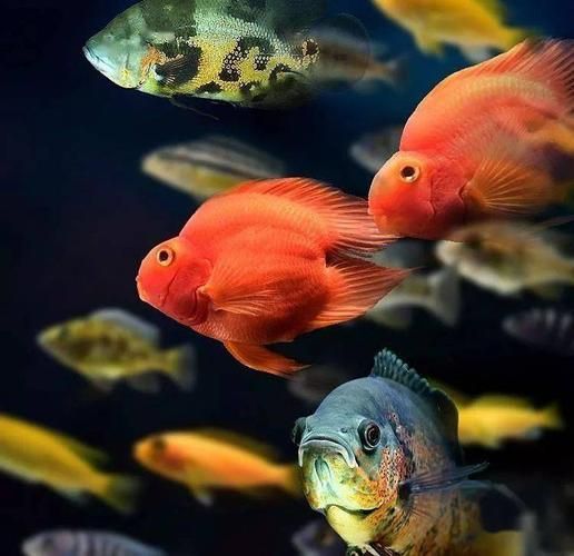 如何判斷觀賞魚是否受傷，如何判斷觀賞魚受傷