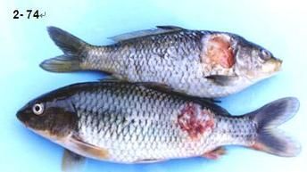 如何判斷觀賞魚是否受傷，如何判斷觀賞魚受傷