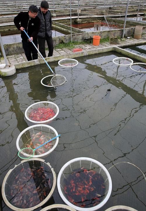 三穗龍魚(yú)有哪些飼養(yǎng)技巧，三穗龍魚(yú)的飼養(yǎng)技巧思考完成,用戶要求詳解三穗龍魚(yú)的飼養(yǎng)技巧