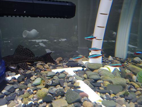 三穗龍魚(yú)有哪些飼養(yǎng)技巧，三穗龍魚(yú)的飼養(yǎng)技巧思考完成,用戶要求詳解三穗龍魚(yú)的飼養(yǎng)技巧