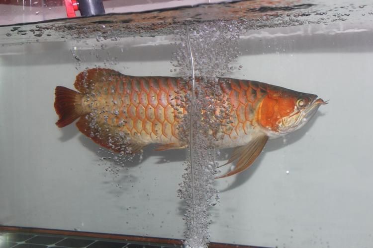 三穗龍魚有哪些飼養技巧，三穗龍魚的飼養技巧思考完成,用戶要求詳解三穗龍魚的飼養技巧