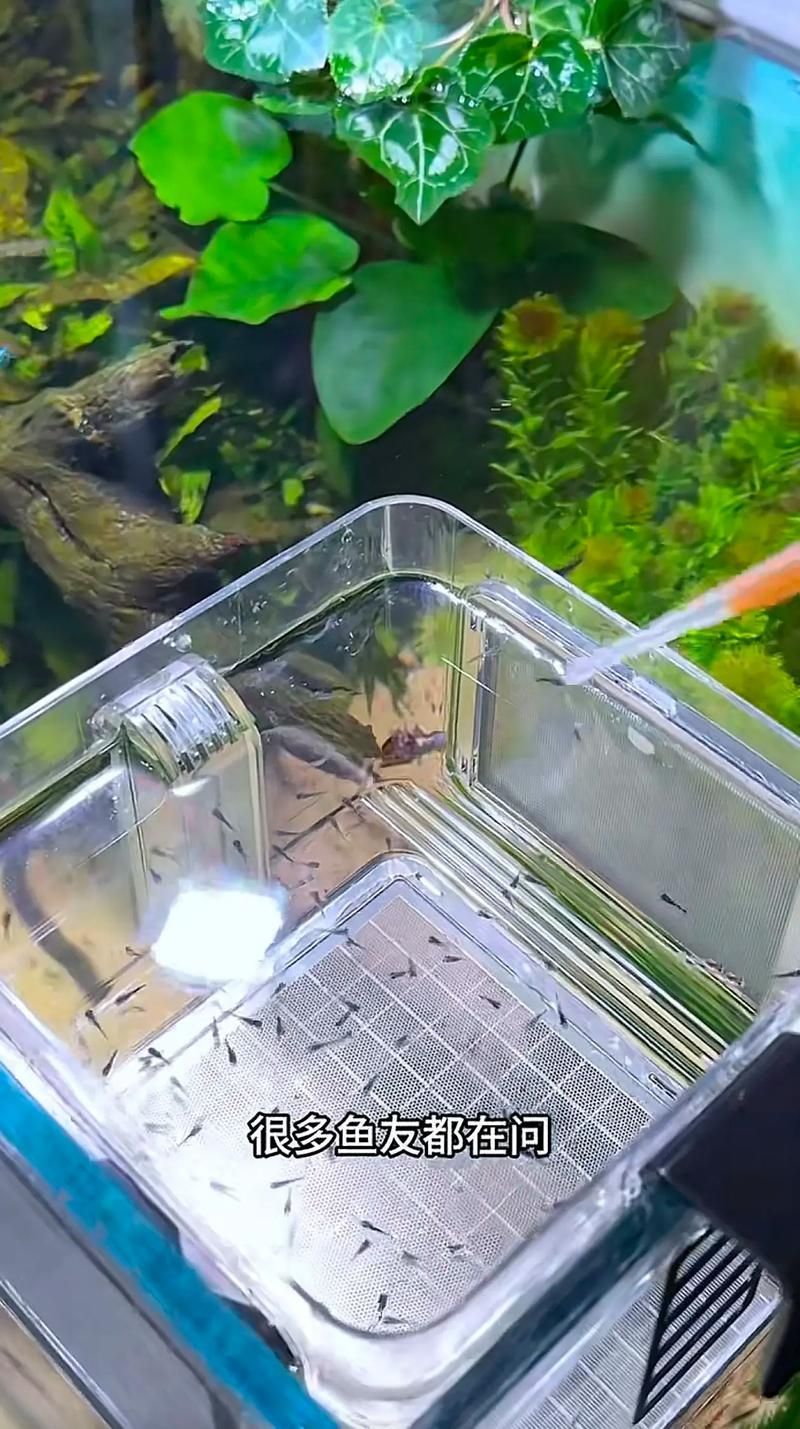 三穗龍魚(yú)有哪些飼養(yǎng)技巧，三穗龍魚(yú)的飼養(yǎng)技巧思考完成,用戶要求詳解三穗龍魚(yú)的飼養(yǎng)技巧