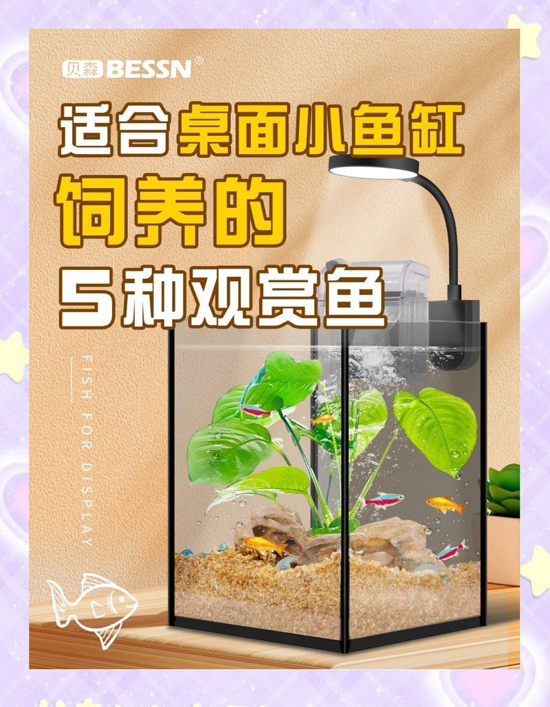 有哪些觀賞魚適合小缸飼養