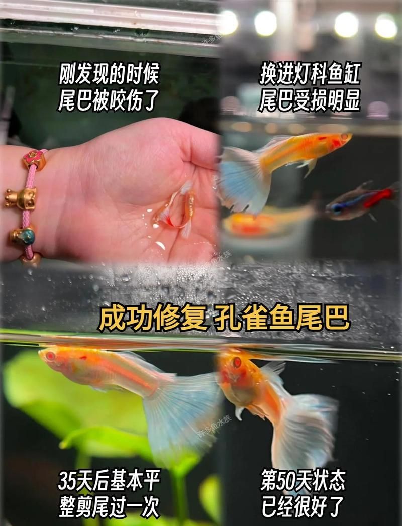 龍魚嘴巴撞脫皮后需要多久才能進食？，龍魚嘴巴撞脫皮后需要多久能進食，龍魚嘴巴撞脫皮后需要多久才能進食