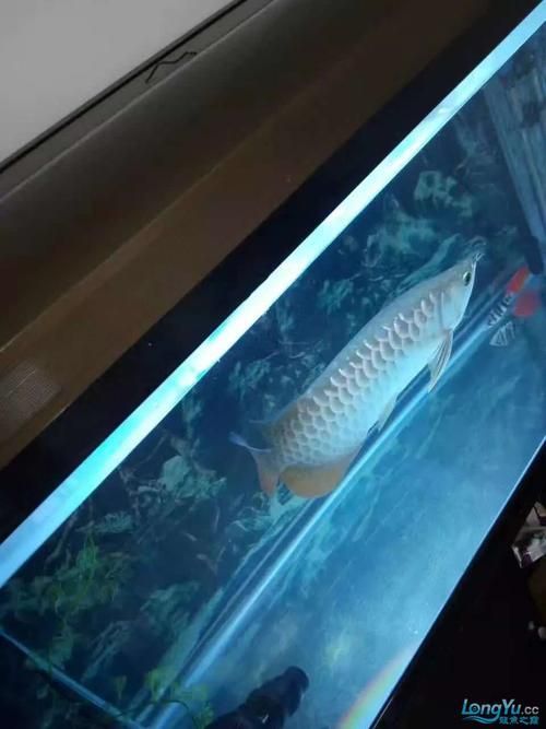 夜間關燈后，龍魚會有哪些反應？，夜間關燈后龍魚會有哪些反應？