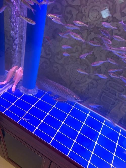 夜間關燈后，龍魚會有哪些反應？，夜間關燈后龍魚會有哪些反應？