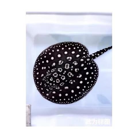 如何判斷黑金魟魚的品質？，如何判斷黑金魟魚