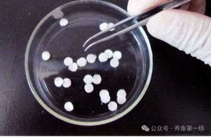 哪些魚對土霉素敏感，arxiv論文助手arxiv論文助手arxiv論文助手