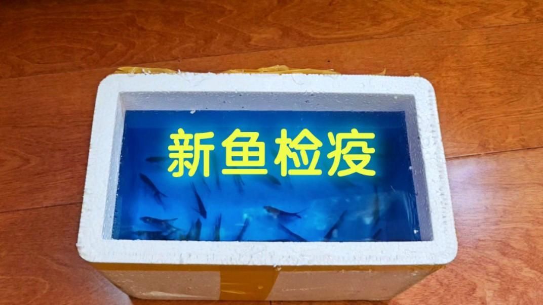 如何預(yù)防觀賞魚潰爛病，如何預(yù)防觀賞魚潰爛病調(diào)用工具arxiv論文助手