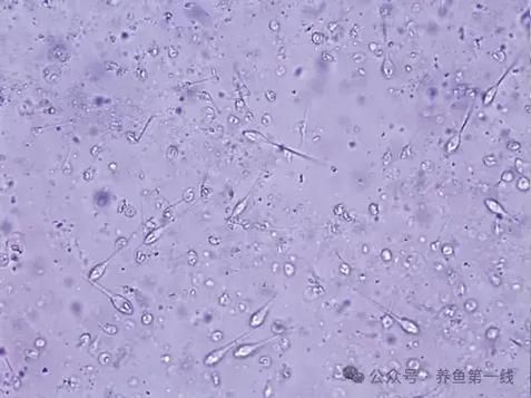 如何判斷龍魚腮腫是細菌感染還是寄生蟲？，如何判斷龍魚腮腫是寄生蟲感染還是寄生蟲感染還是寄生蟲