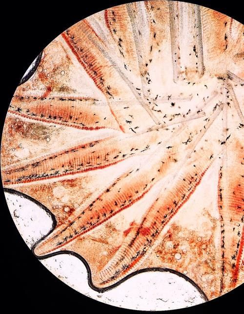 如何判斷龍魚腮腫是細菌感染還是寄生蟲？，如何判斷龍魚腮腫是寄生蟲感染還是寄生蟲感染還是寄生蟲