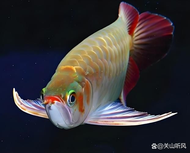 雞澤龍魚有哪些特點？，河北邯鄲市雞澤縣雞澤龍魚百科式詳解雞澤龍魚的特點
