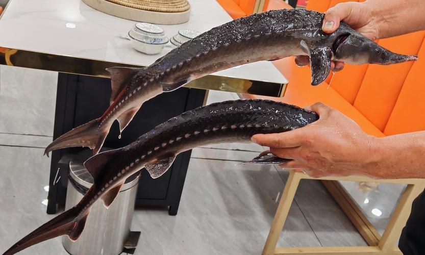雞澤龍魚有哪些特點？，河北邯鄲市雞澤縣雞澤龍魚百科式詳解雞澤龍魚的特點