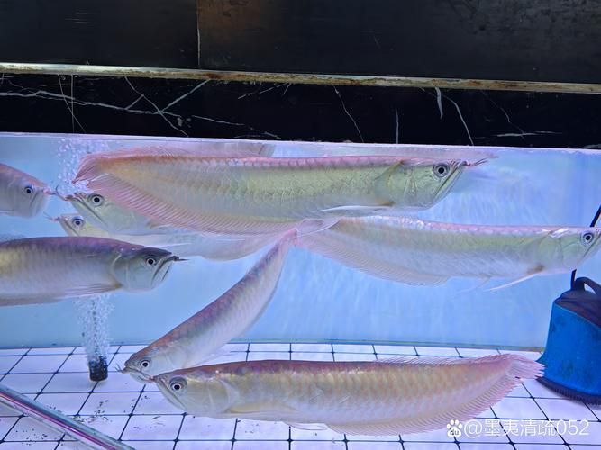 雞澤龍魚有哪些特點？，河北邯鄲市雞澤縣雞澤龍魚百科式詳解雞澤龍魚的特點