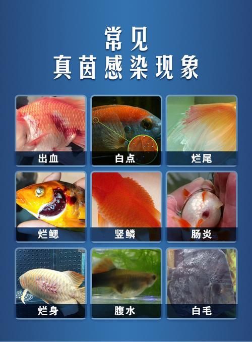 如何預防魚黑色霉斑的復發(fā)，如何準準確預防魚黑斑