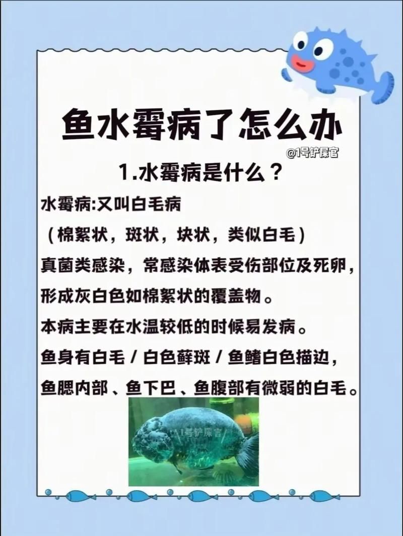 如何預防魚黑色霉斑的復發(fā)，如何準準確預防魚黑斑