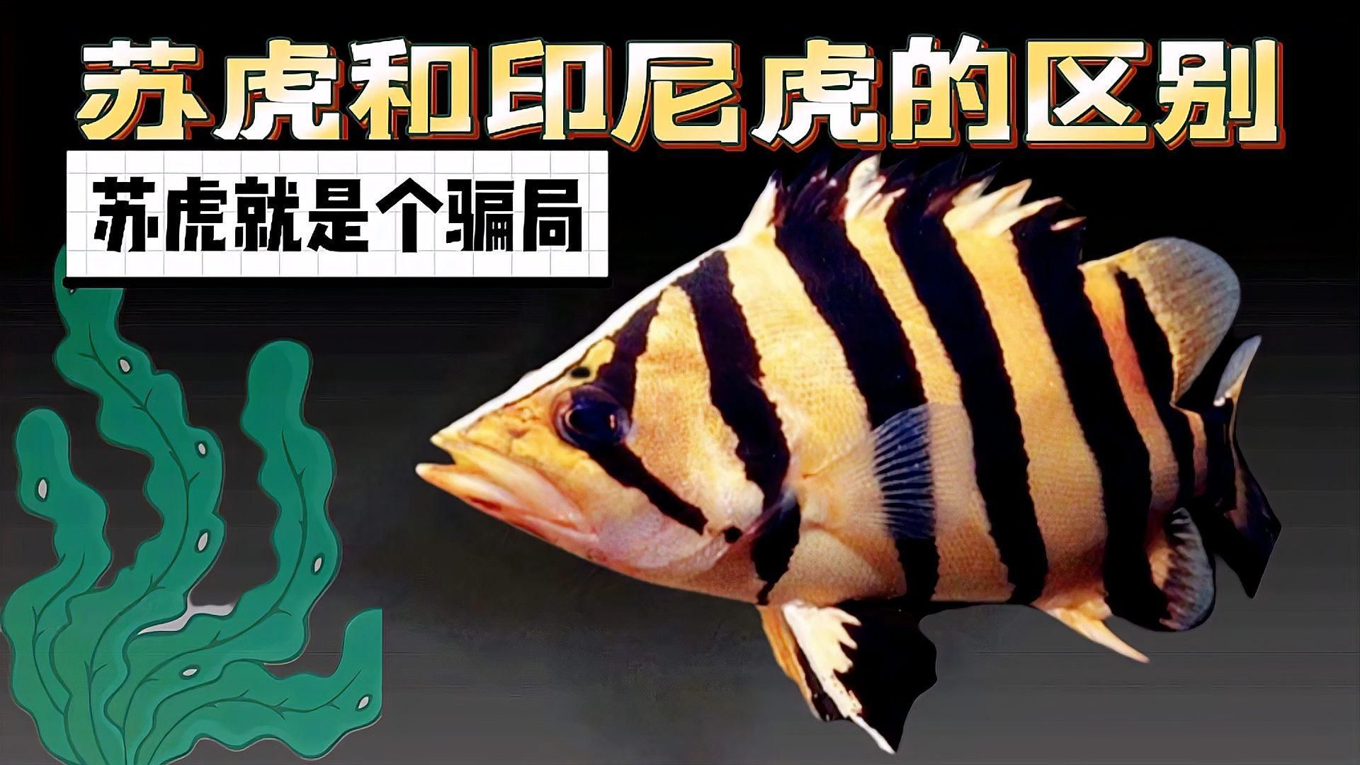 如何選擇合適的龍虎魚品種，十款熱門龍魚大揭秘,紅龍、金龍等品種全解析