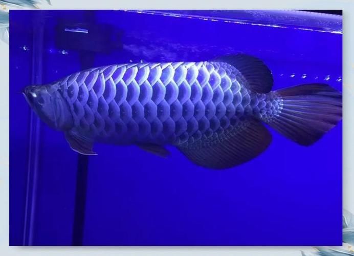 還有哪些國際性的龍魚比賽，馬來西亞第一屆mafc龍魚爭霸賽2024年底舉辦