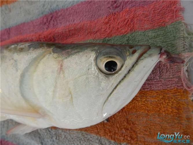 哪些龍魚品種容易掉眼？，龍魚掉眼原因與解決方法大揭秘龍魚掉眼原因與解決方法