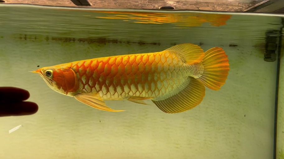 斯巴沃紅龍有哪些品種，光影探測器，如何區分斯巴沃紅龍的品種