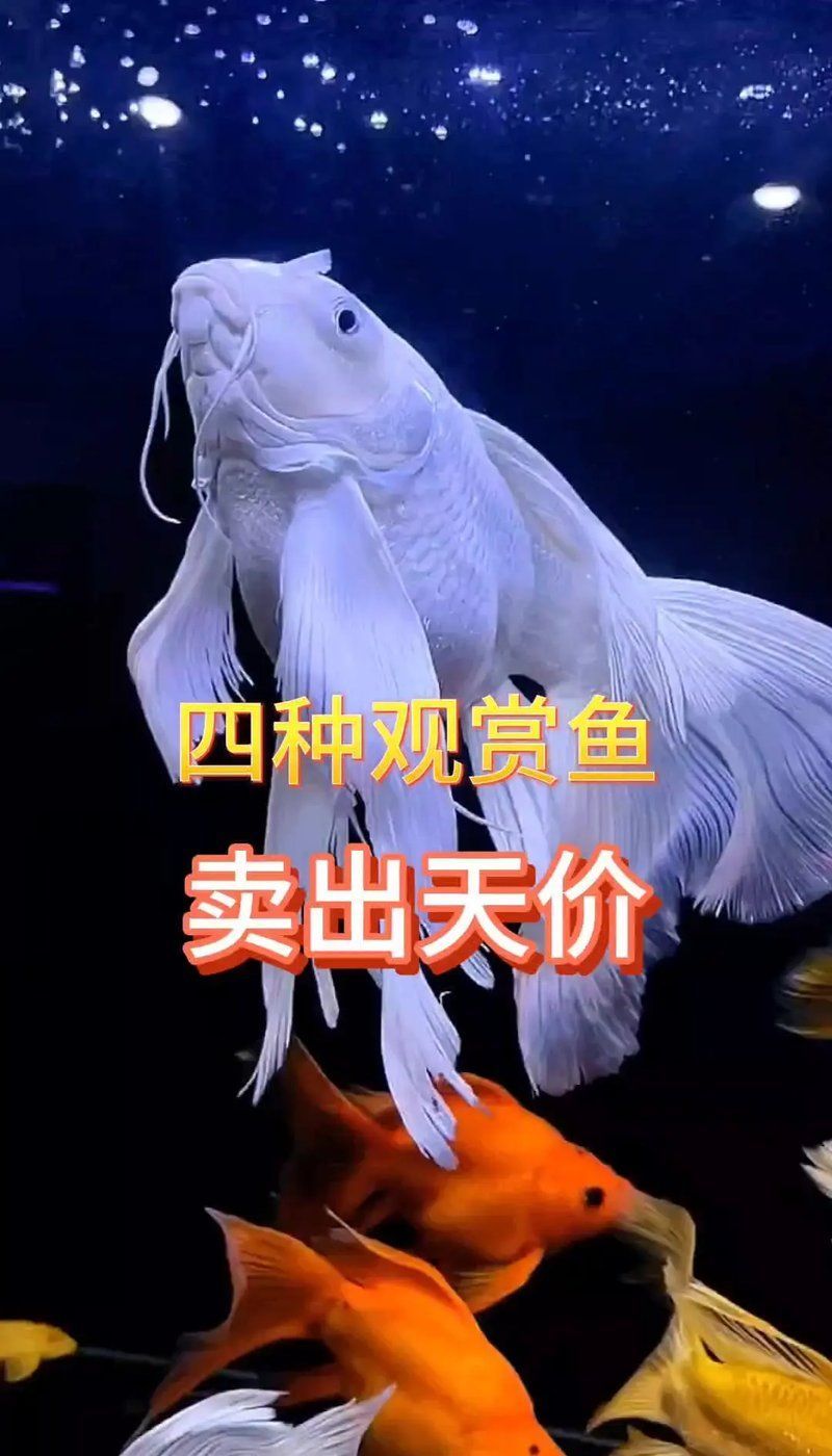 還有哪些稀有的名貴觀賞魚，徐霞客筆下的古董魚