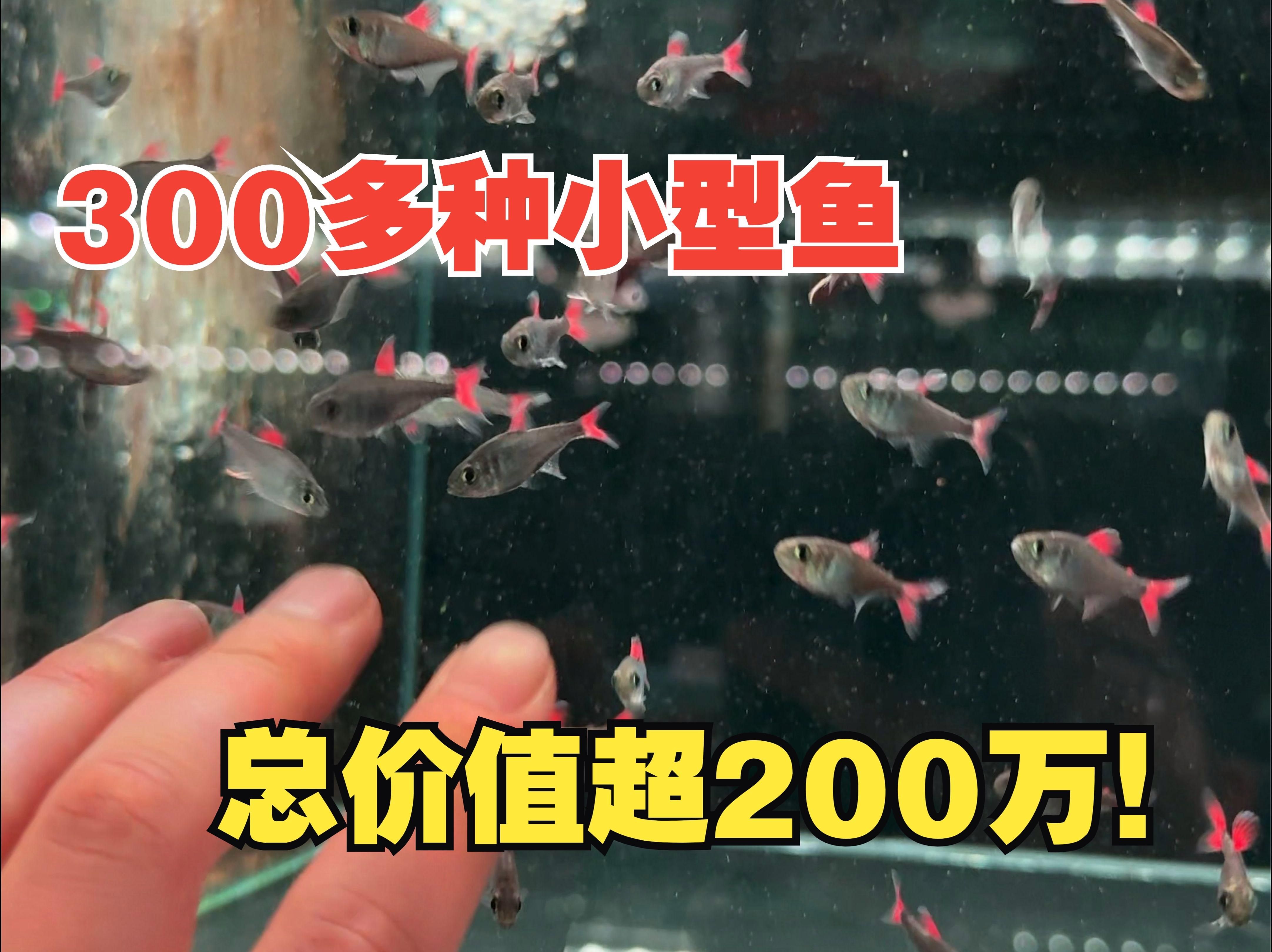 還有哪些稀有的名貴觀賞魚，徐霞客筆下的古董魚