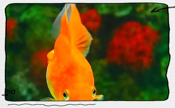 金魚尾巴爛了如何治療，寵物喂養秘籍，金魚尾巴爛了4個原因及解決方法