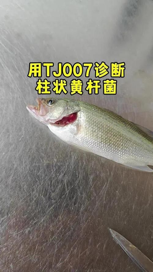 如何預(yù)防爛鰓病的傳播，arxiv論文助手arxiv論文助手預(yù)防爛鰓病傳播途徑