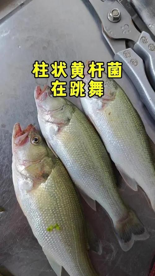 如何預(yù)防爛鰓病的傳播，arxiv論文助手arxiv論文助手預(yù)防爛鰓病傳播途徑