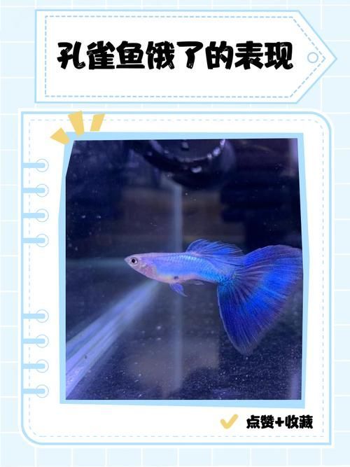 母魚饑餓時如何快速改善，母魚饑餓如何快速改善