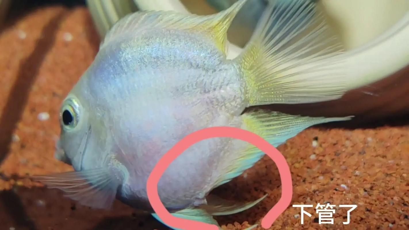 母魚饑餓時如何快速改善，母魚饑餓如何快速改善