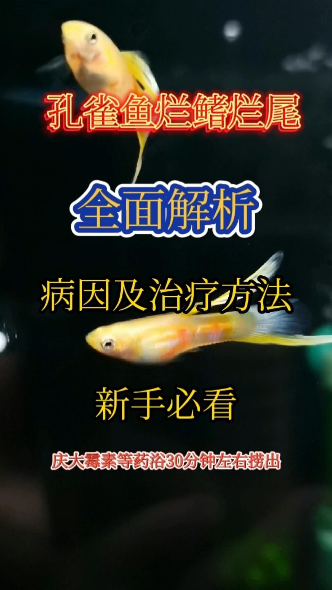 有哪些常見(jiàn)的魚(yú)類爛鰭爛尾病例，魚(yú)類爛鰭爛尾什么原因及治療方案解析魚(yú)類爛鰭爛尾病例