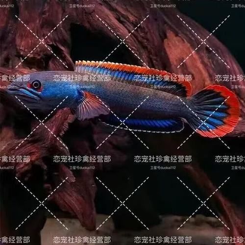 哪里可以購買到黃金夢幻雷龍魚？，購買黃金夢幻雷龍魚的途徑