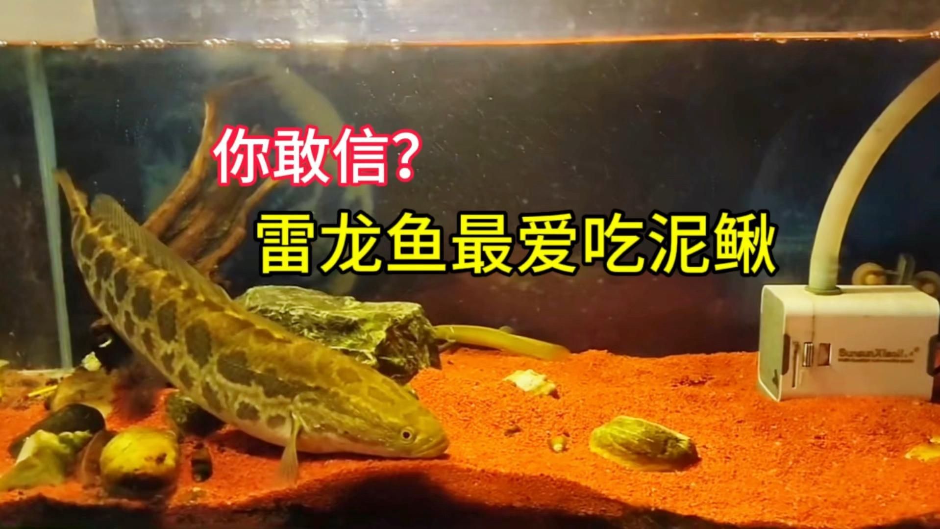喂龍魚的泥鰍需要多大尺寸？，喂龍魚的泥鰍尺寸需要多大？