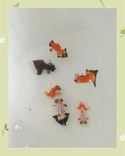 龍睛和蝶尾哪個更受歡迎，龍睛和蝶尾哪個更受歡迎，蝶尾金魚和蝶尾哪個更受歡迎